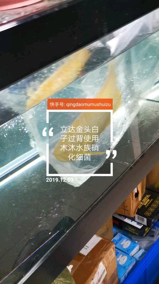 立達金頭白子過背移缸 觀賞魚論壇 第1張