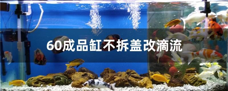 60成品缸不拆蓋改滴流 白子銀龍魚苗 第1張