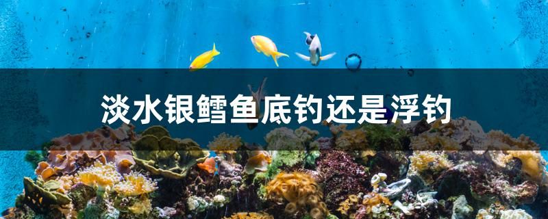 淡水銀鱈魚底釣還是浮釣 紅眼黃化幽靈火箭魚|皇家火箭魚 第1張