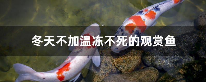 冬天不加溫凍不死的觀賞魚(yú)有哪些