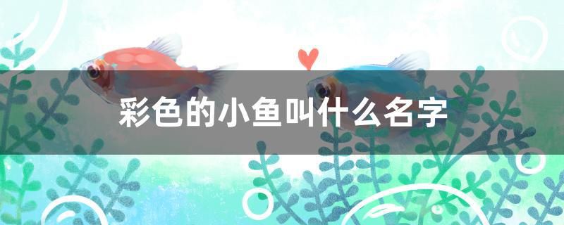 彩色的小魚叫什么名字