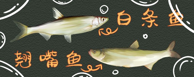 白條魚(yú)和翹嘴魚(yú)有什么區(qū)別可以混養(yǎng)嗎 星點(diǎn)金龍魚(yú) 第1張