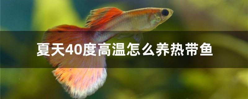 夏天40度高溫怎么養(yǎng)熱帶魚 女王大帆魚苗 第1張