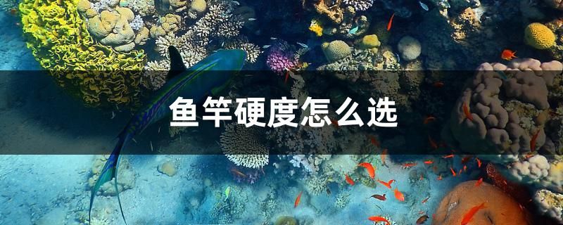 魚竿硬度怎么選 南美異型魚 第1張