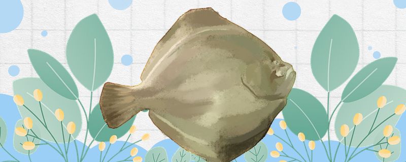 比目魚是海魚嗎生活在深海還是淺海 白子球鯊魚 第1張