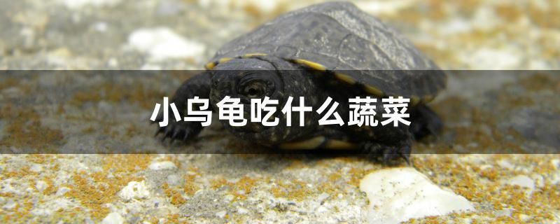 小烏龜吃什么蔬菜 純血皇冠黑白魟魚 第1張