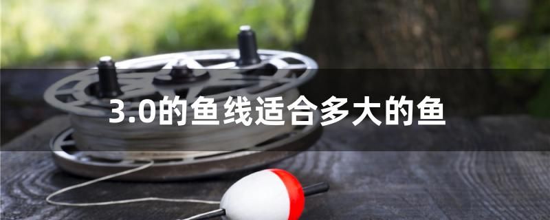 一眉道人魚缸鋪底用什么好（養(yǎng)一眉道人的魚缸放沉木好嗎） 泰國(guó)虎魚（泰虎） 第2張