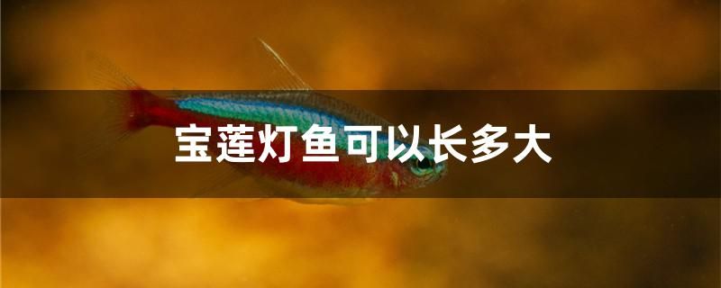 寶蓮燈魚可以長多大 朱巴利魚苗 第1張