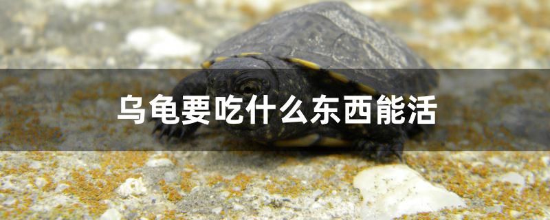 烏龜要吃什么東西能活