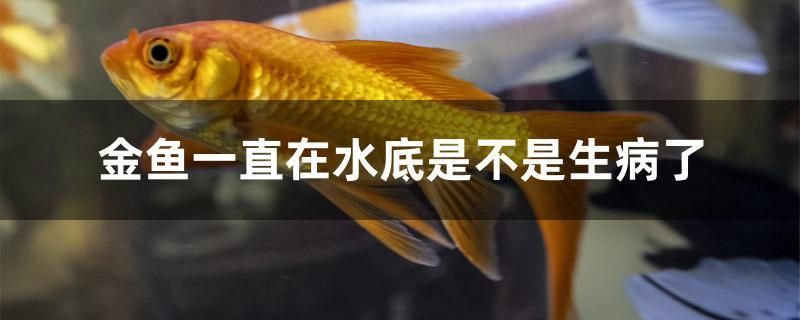 金魚一直在水底是不是生病了 鸚鵡魚 第1張