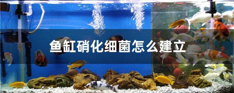 魚缸硝化細(xì)菌怎么建立 魚缸水泵 第1張