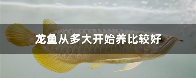 龍魚從多大開始養(yǎng)比較好