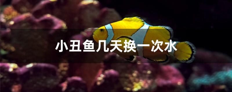 小丑魚幾天換一次水 黃金鴨嘴魚 第1張