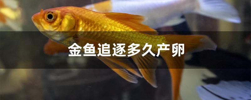 金魚追逐多久產(chǎn)卵 魚缸水質(zhì)穩(wěn)定劑 第1張