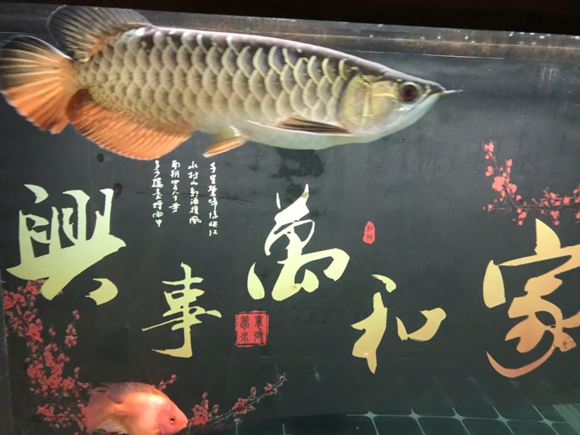 長的還挺快 觀賞魚論壇 第1張