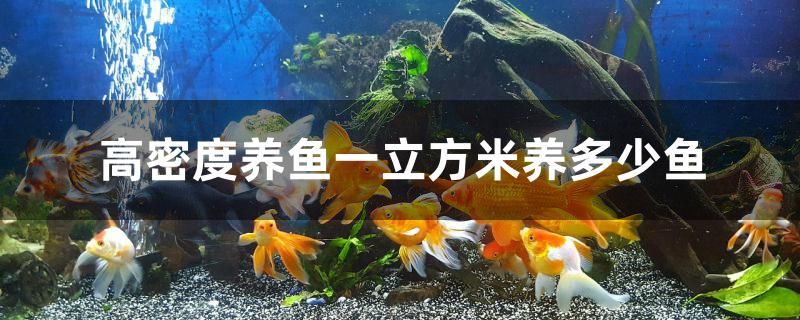 高密度養(yǎng)魚一立方米養(yǎng)多少魚 魚缸水泵 第1張