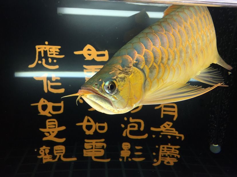 觀賞魚(yú)缸視頻大全圖片(觀賞魚(yú)缸視頻大全圖片)