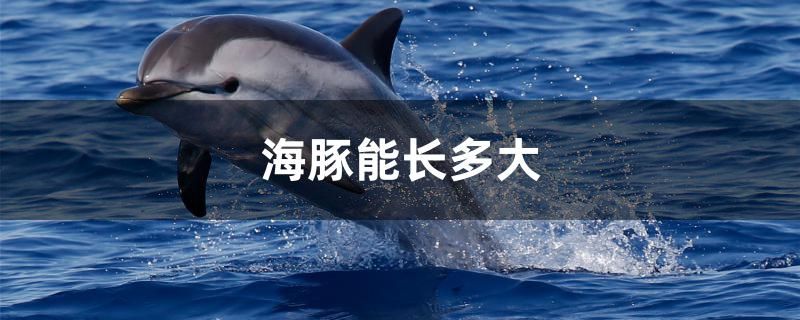 海豚能長(zhǎng)多大 黃金夢(mèng)幻雷龍魚(yú) 第1張