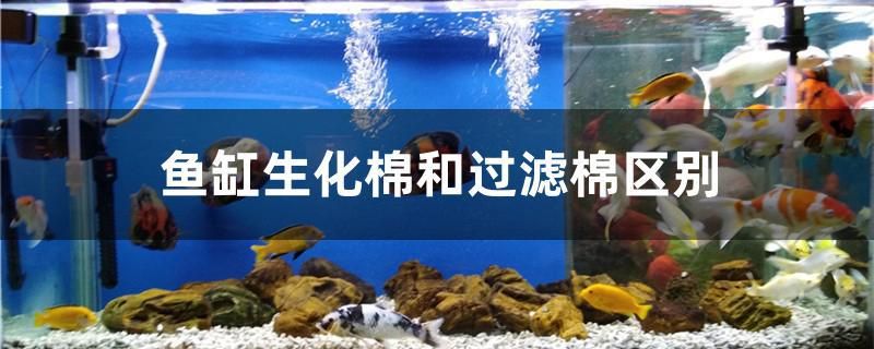 魚缸生化棉和過濾棉區(qū)別