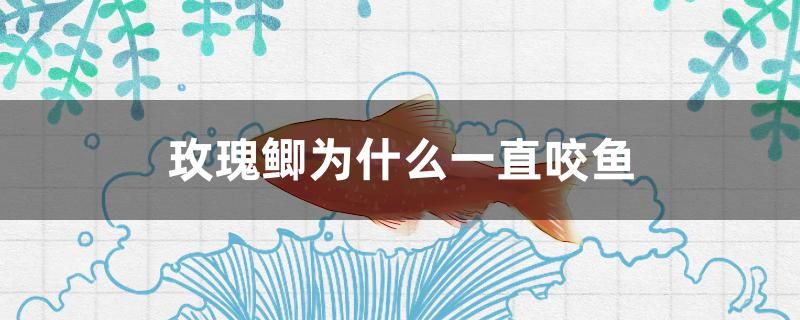 玫瑰鯽為什么一直咬魚 古典過背金龍魚 第1張