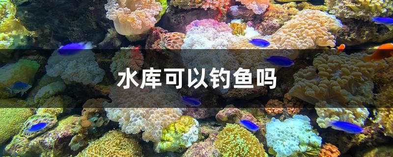 水庫可以釣魚嗎 古典過背金龍魚 第1張