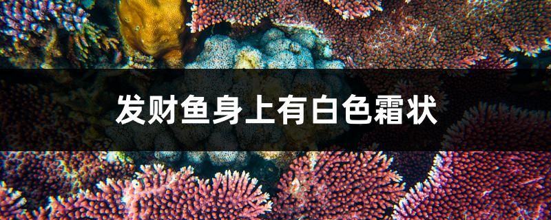 發(fā)財(cái)魚(yú)身上有白色霜狀怎么辦 黑水素 第1張