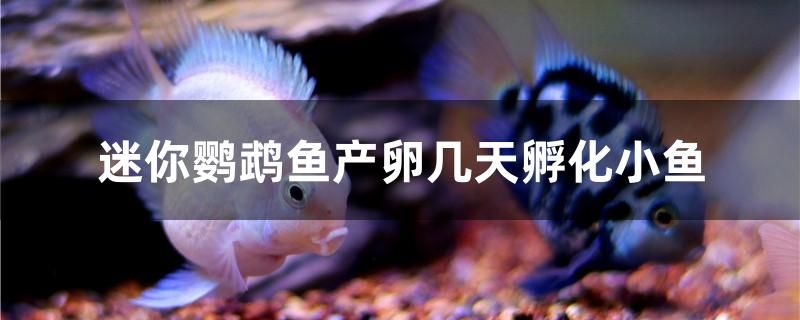 迷你鸚鵡魚(yú)產(chǎn)卵幾天孵化小魚(yú) 古典過(guò)背金龍魚(yú) 第1張