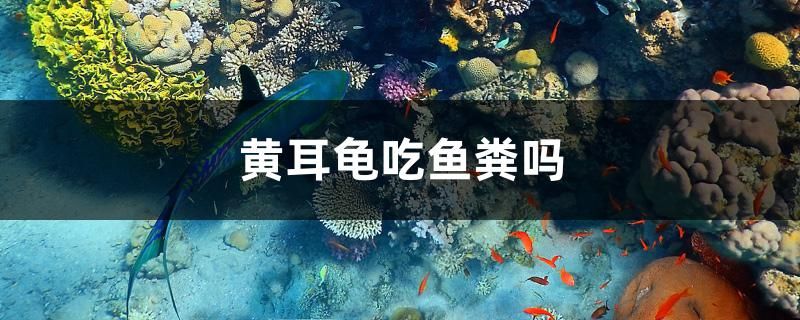 黃耳龜吃魚糞嗎 龍魚百科 第1張