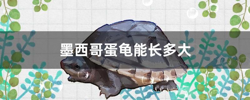 墨西哥蛋龜能長多大 鸚鵡魚 第1張