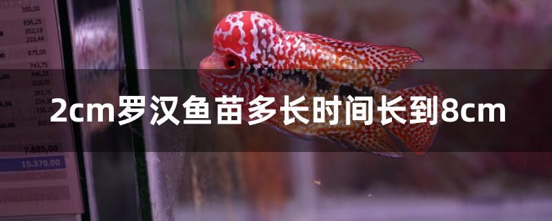 2cm羅漢魚苗多長時間長到8cm 泰國虎魚 第1張