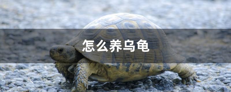 怎么養(yǎng)烏龜 印尼虎苗 第1張