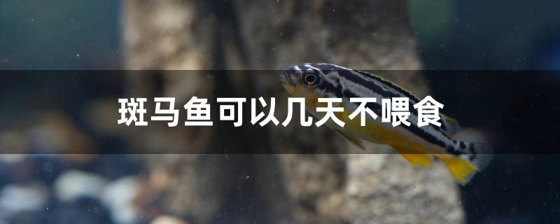 斑馬魚可以幾天不喂食 祥龍魚藥系列 第1張