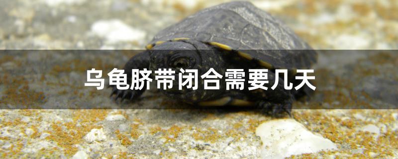 烏龜臍帶閉合需要幾天 ?；?異型虎魚/純色虎魚 第1張