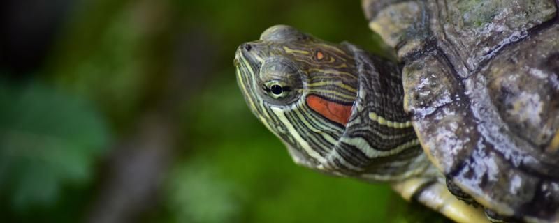 幼年烏龜吃什么食物最好幼龜怎么養(yǎng) 南美異型魚 第1張