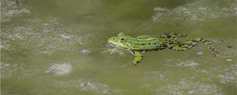 青蛙是兩棲動物嗎能一直待在岸上嗎 印尼三紋虎 第1張