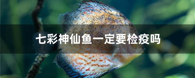 七彩神仙魚一定要檢疫嗎 硝化細(xì)菌 第1張