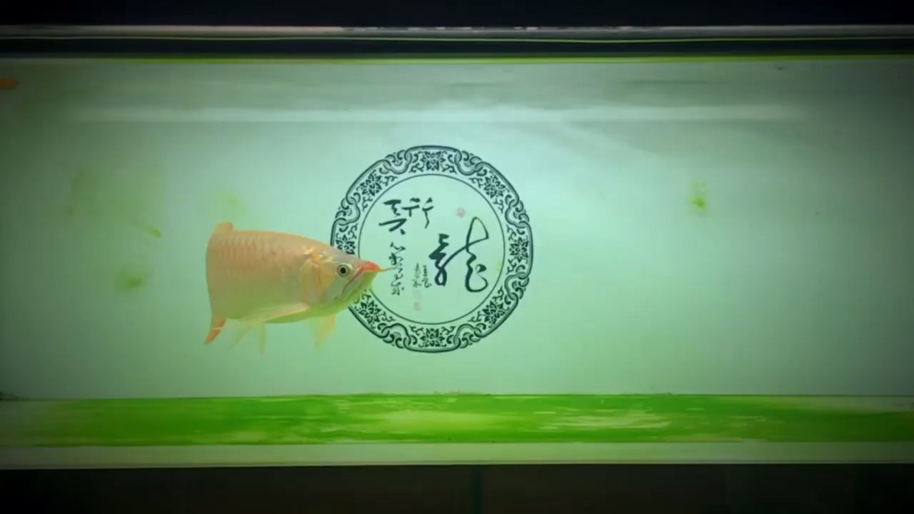 超市魚缸圖片大全高清（ 超市魚缸簡筆畫）