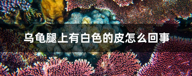 烏龜腿上有白色的皮怎么回事 鴨嘴鯊魚 第1張