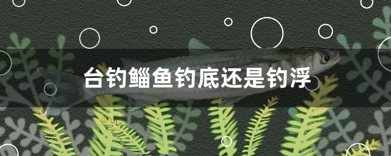 臺(tái)釣鯔魚(yú)釣底還是釣浮 小型觀賞魚(yú) 第1張