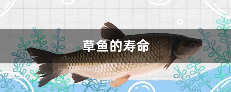 草魚的壽命 麥肯斯銀版魚 第1張