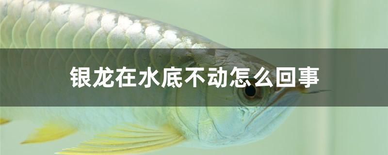 銀龍?jiān)谒撞粍?dòng)怎么回事 龍魚芯片掃碼器 第1張