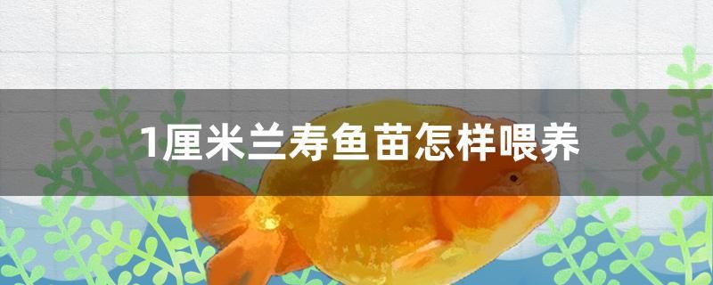 1厘米蘭壽魚(yú)苗怎樣喂養(yǎng) 黑白雙星魚(yú) 第1張