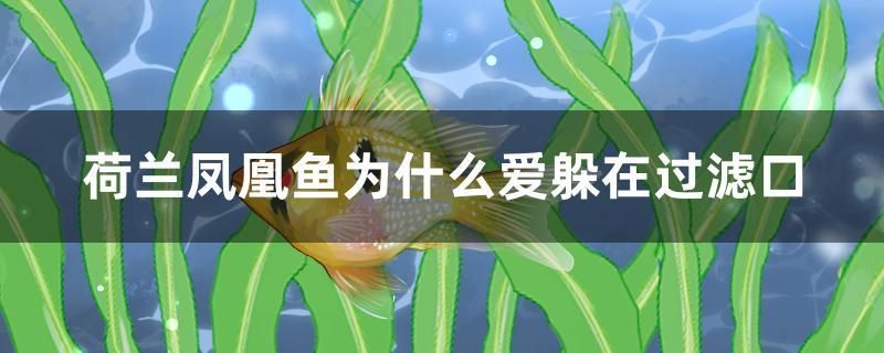 荷蘭鳳凰魚為什么愛躲在過濾口 黑桃A魚 第1張