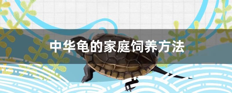 中華龜?shù)募彝ワ曫B(yǎng)方法 大日玉鯖魚(yú) 第1張