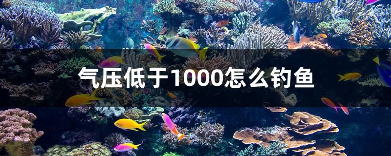 氣壓低于1000怎么釣魚 帝王三間魚 第1張