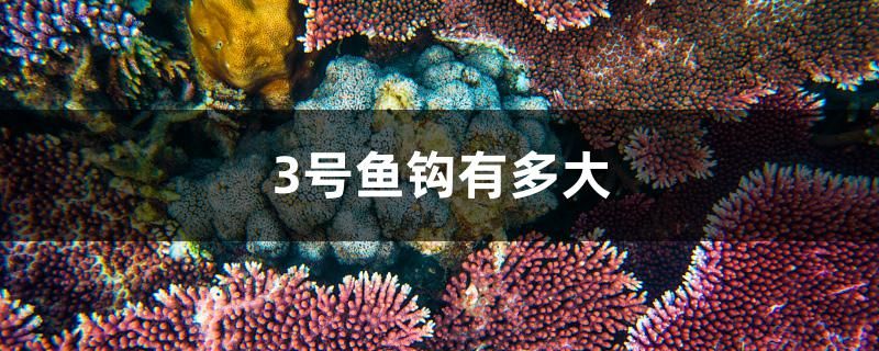 3號(hào)魚鉤有多大 觀賞魚百科 第1張