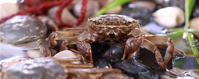 螃蟹有嘴巴嗎會叫嗎 金龍福龍魚 第1張