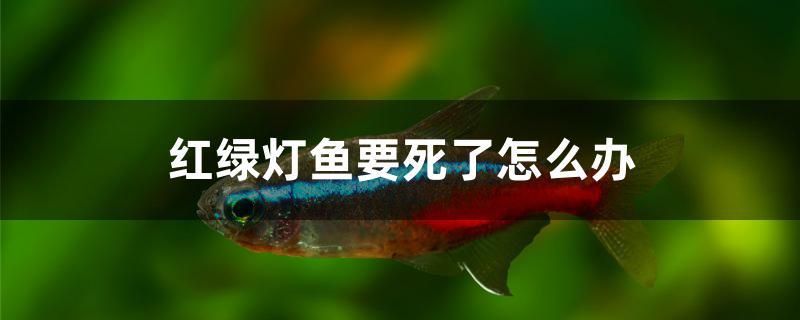 紅綠燈魚要死了怎么辦 麥肯斯銀版魚 第1張