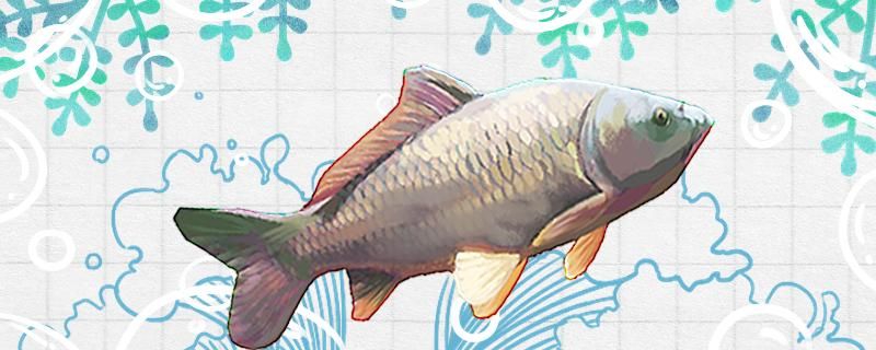 六月份釣鯉魚(yú)釣多深的水用什么餌料 水族燈（魚(yú)缸燈） 第1張