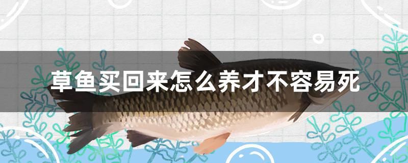 草魚(yú)買回來(lái)怎么養(yǎng)才不容易死 馬拉莫寶石魚(yú) 第1張